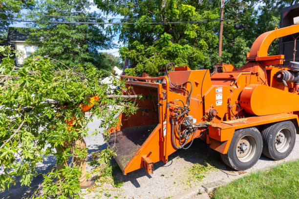 Best Affordable Tree Cutting  in Clyde Hill, WA